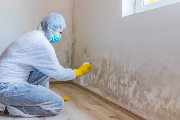 Licensed Black Mold Removal service in Newtown, PA - WQB Mold Removal