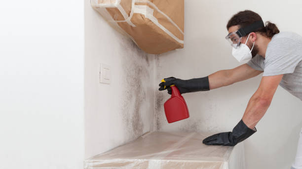 Professional Black Mold Removal technician working in Newtown, PA