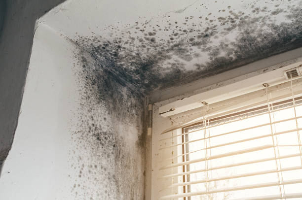 Affordable Black Mold Removal solutions in Newtown, PA