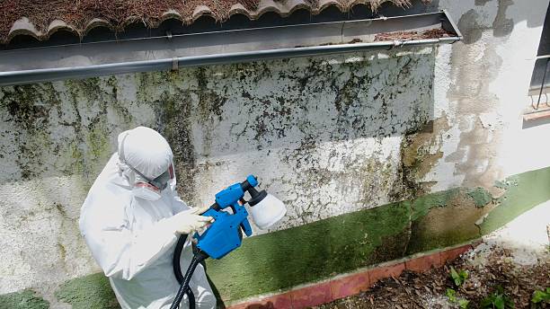 Top rated local Black Mold Removal specialists in Newtown, PA